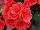 Greenex USA Inc.: Begonia  'Binos®' 