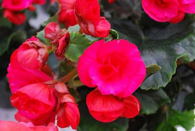 Greenex USA Inc.: Koppe® BV Begonia Barkos® 