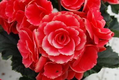 Koppe® BV Begonia 'Borias Dark®'