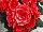 Greenex USA Inc.: Begonia  'Borias Dark®' 