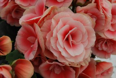 Begonia Koppe® BV 'Borias®'