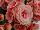 Greenex USA Inc.: Begonia  'Borias®' 
