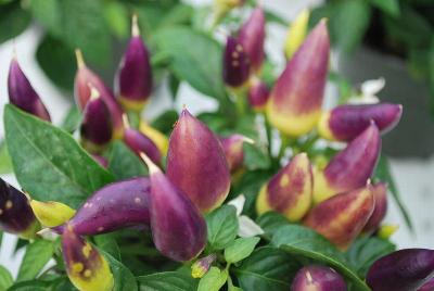 Acapulco Pepper, Ornamental Orange 