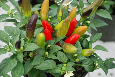 Pepper, Ornamental Acapulco 'Red'