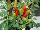 Greenex USA Inc.: Pepper, Ornamental  'Red' 