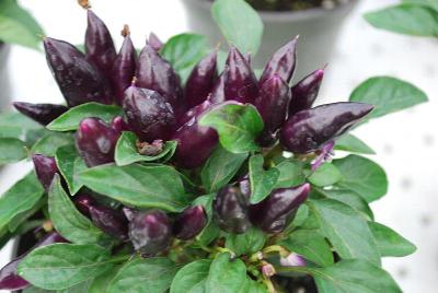 Pepper, Ornamental Salsa 'Purple'