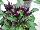 Greenex USA Inc.: Pepper, Ornamental  'Purple' 