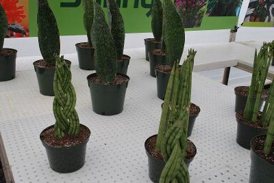From GREENEX, Spring Trials 2014: As seen @ GREENEX, Spring Trials, 2014, clever woven-plant ideas.