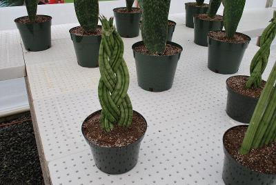 From GREENEX, Spring Trials 2014: As seen @ GREENEX, Spring Trials, 2014, clever woven-plant ideas.