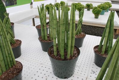 From GREENEX, Spring Trials 2014: As seen @ GREENEX, Spring Trials, 2014, clever woven-plant ideas.