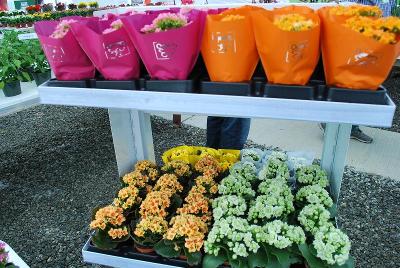 From GREENEX, Spring Trials 2014: As seen @ GREENEX Spring Trials, 2014: Packaging ideas for Queen&reg; Kalanchoe.