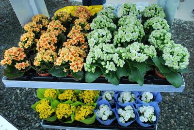 From GREENEX, Spring Trials 2014: As seen @ GREENEX Spring Trials, 2014: Packaging ideas for Queen&reg; Kalanchoe.