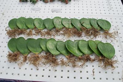 From GREENEX, Spring Trials 2014: As seen @ GREENEX Spring Trials, 2014: Succulent, heart-shaped plants.