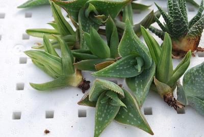 Aloe  ''