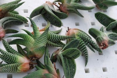 Haworthia Zebra ''