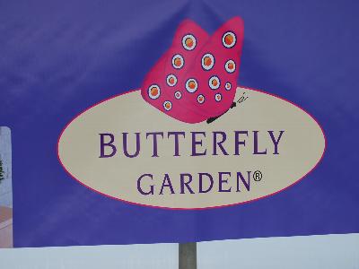 Butterfly Garden&reg;: Butterfly Garden&reg; Plants from GREENEX, Spring Trials, 2013.