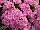 Greenex USA Inc.: Kalanchoe  'Cora Q2' 