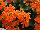 Greenex USA Inc.: Kalanchoe  'Reese Q2' 