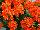 Greenex USA Inc.: Kalanchoe  'Sarah' 