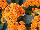 Greenex USA Inc.: Kalanchoe  'Bright Phoebe' 