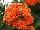 Greenex USA Inc.: Kalanchoe  'African Autumn' 