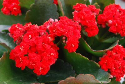 RoseFlowers Kalanchoe Norah 