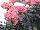 Greenex USA Inc.: Kalanchoe  'Amazing Pink' 