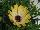 Greenex USA Inc.: Osteospermum  'Amanda' 
