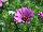 Greenex USA Inc.: Osteospermum  'Bini' 
