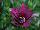 Greenex USA Inc.: Osteospermum  'Cambria' 