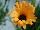Greenex USA Inc.: Osteospermum  'Dark Florence' 