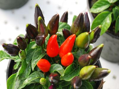 Salsa Pepper Dark Orange 