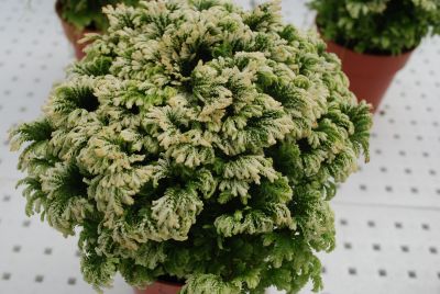  Selaginella Frost Ferns 