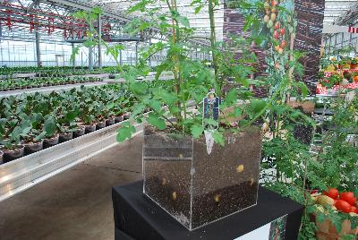 Tomtato®  Tomato-Potato  Ketchup 'n' Fries™: Welcome to Plug Connection @ the Floricultura facility in Salinas, CA for Spring Trials 2016, featuring Ketchup 'n' Fries™, the unique specimen with tomatoes on top and potatoes growing underground.  By Tomtato®