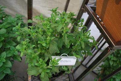 Stevia  'Sweet Tooth'