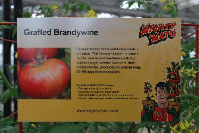 Mighty 'Mato®  Tomato  Grafted Brandywine: From Plug Connection for Spring Trials 2016: Considered one of the world's best-tasting tomatoes.  This famous heirloom produces 1-2 pound scarlet-pink beefsteaks with high acid sugar content.  Sudduth's strain indeterminate, produces all season long, 80-90 days after transplant.  Grafted tomatoes offer the benefit of stronger, more vigorous plants, longer seasons with incredible harvest, improved ability to withstand temperature extremes, offering a superior defense against soil-borne diseases and pests.  www.MightyMato.com