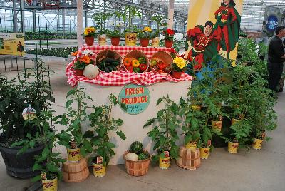 Seen @ Spring Trials 2016.: Welcome to Plug Connection for Spring Trials 2016, featuring a full line of Certified Organic Herbs & Vegetables, from classic to artisan, including 60+ herbs, 50+ peppers, 200+ tomato varieties and a great selection of other garden fresh vegetables.  Here, an Assortment Plug Tray.