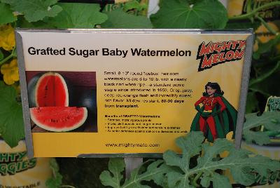 Mighty 'Mato®  Watermelon  Grafted Sugar Baby: From Plug Connection for Spring Trials 2016: Small, 8-10 inch round “icebox” heirloom watermelons are 6 – 10 pounds with a nearly black rind when rip[e – a standard picnic staple since introduced in 1959.  Crisp, juicy, deep red-orange flesh and incredibly sweet rich flavor.  Mildew resistant.  80-90 days from transplant.  Grafted watermelons offer the benefit of stronger, more vigorous plants, longer seasons with incredible harvest, improved ability to withstand temperature extremes, offering a superior defense against soil-borne diseases and pests.  www.MightyMato.com