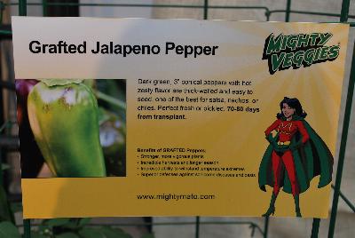 Mighty Veggies®  Pepper  Grafted Jalapeno: From Plug Connection for Spring Trials 2016: Dark green, 3-inch conical peppers with hot, zesty flavor are thick-walled and easy to seed, one of the best for salsa, nachos, or chiles.  Perfect fresh or pickled. 70-80 days from transplant.  Grafted peppers offer the benefit of stronger, more vigorous plants, longer seasons with incredible harvest, improved ability to withstand temperature extremes, offering a superior defense against soil-borne diseases and pests.  www.MightyMato.com