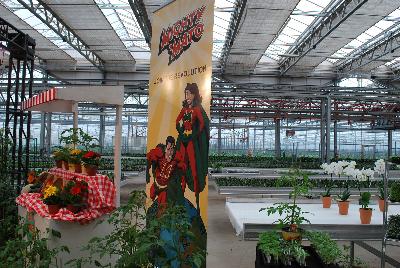 Seen @ Spring Trials 2016.: From Plug Connection for Spring Trials 2016: Mighty Veggies® offering superior cucumbers, eggplant, melons and peppers.  Join the Revolution!