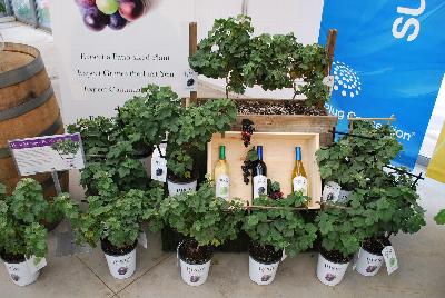  Pixie® Grape Vitis vinifera : From Plug Connection for Spring Trials 2016: Pixie® Grapes, offering Grape Expectations such as a patio-sized plant, grapes the first year and continuous fruiting.
