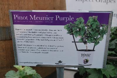   Vitis vinifera Pinot Meunier Purple: From Plug Connection for Spring Trials 2016: Pixie® Grapes.  Expect to be amazed!  These cutting-edge plants are “mini-me” versions of the dark-berries grape variety most famously used making Champagne.  Although a workhorse in contributing fruity aromas to wines, you'll relish the sweet, few-seeded grapes fresh off the vine!  Full grown at 18 – 24 inches tall.,  Non GMO/GEO.  Pixie® Grapes is the world's first line of dwarf grapevines.  These small but precocious plants produce dozens of miniature grape clusters.  Easy to maintain both indoors and out.  Perfect for the urban patio vineyard!