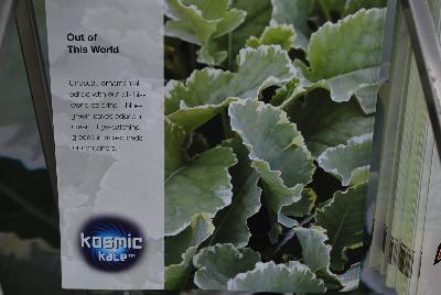  Kosmic Kale™ Kale  : From Plug Connection for Spring Trials 2016: Kosmic Kale™.  Out of the World!  Unusual, ornamental, edible variety with out-of-this-world coloring – blue-green leaves edged in cream.  Eye-catching greens in mixed beds or containers.