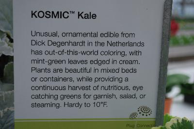  Kosmic Kale™ Kale  : From Plug Connection for Spring Trials 2016: Kosmic Kale™.  Out of the World!  Unusual, edible ornamental from Dick Degenhardt in the Netherlands, featuring out-of-this-world coloring – mint blue-green leaves edged in cream.  Eye-catching greens in mixed beds or containers.  Provides a continuous harvest of nutritious greens for garnish, salad or steaming.  Hardy to 10F.