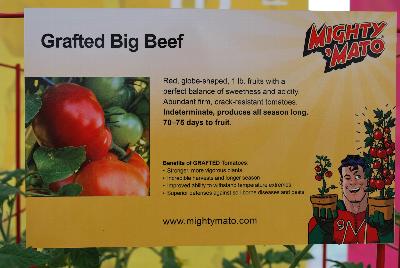 Mighty 'Mato®  Tomato  Grafted Brandywine: From Plug Connection for Spring Trials 2016: Red, globe-shaped 1-pound fruits with a perfect balance of sweetness and acidity.  These abundant, firm, crack-resistant tomatoes are indeterminate, producing all season long, 70-75 days after transplant.  Grafted tomatoes offer the benefit of stronger, more vigorous plants, longer seasons with incredible harvest, improved ability to withstand temperature extremes, offering a superior defense against soil-borne diseases and pests.  www.MightyMato.com