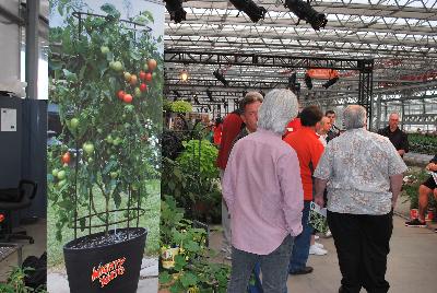 Mighty 'Mato®  Tomato  Grafted Brandywine: From Plug Connection for Spring Trials 2016: Red, globe-shaped 1-pound fruits with a perfect balance of sweetness and acidity.  These abundant, firm, crack-resistant tomatoes are indeterminate, producing all season long, 70-75 days after transplant.  Grafted tomatoes offer the benefit of stronger, more vigorous plants, longer seasons with incredible harvest, improved ability to withstand temperature extremes, offering a superior defense against soil-borne diseases and pests.  www.MightyMato.com