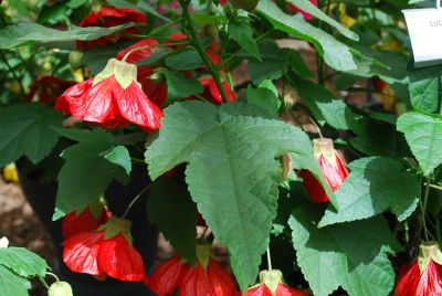 Lucky Lantern™ Abutilon hybrid Red 