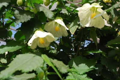 Lucky Lantern™ Abutilon hybrid White 