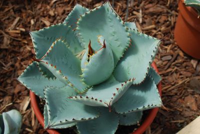 Agave  'Dragon Toes'