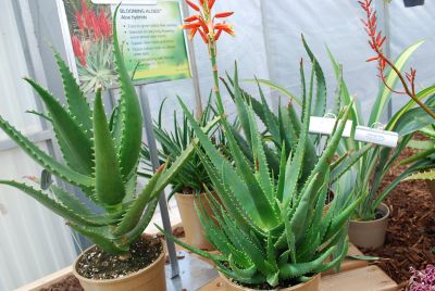 Plug Connection: Aloe hybrida Blooming Aloes™